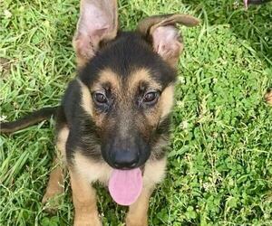German Shepherd Dog Puppy for sale in RIGA, MI, USA