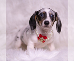 Small Photo #85 Dachshund Puppy For Sale in WARSAW, IN, USA
