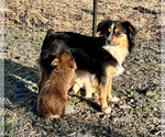 Small Photo #1 Miniature Australian Shepherd Puppy For Sale in BEATTY, OR, USA