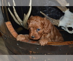 Puppy Taylor Cavapoo
