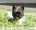 Small Photo #9 Yorkshire Terrier Puppy For Sale in HOLLYWOOD, FL, USA