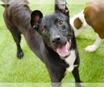 Small #1 Labrador Retriever Mix