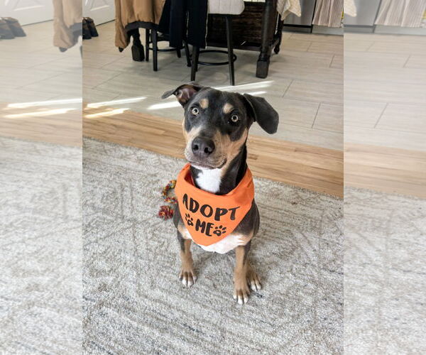 Medium Photo #2 Doberman Pinscher-Unknown Mix Puppy For Sale in Rockaway, NJ, USA