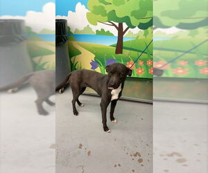 Blue Lacy Dogs for adoption in Waco, TX, USA