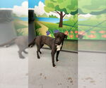 Small Blue Lacy