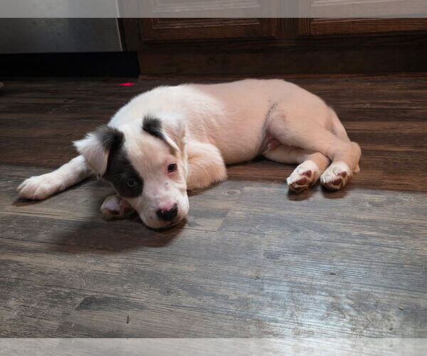 Medium Photo #3 Mutt Puppy For Sale in New London, WI, USA