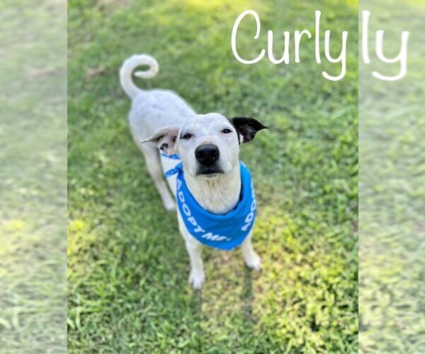 Medium Photo #7 Mutt Puppy For Sale in Conway, AR, USA