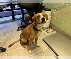 American Staffordshire Terrier-Unknown Mix Dogs for adoption in Grand Prairie, TX, USA