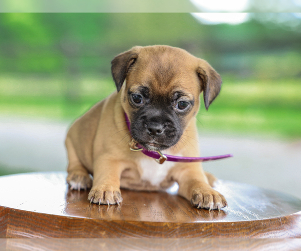 Medium Photo #2 Jug Puppy For Sale in LIBERTY, KY, USA