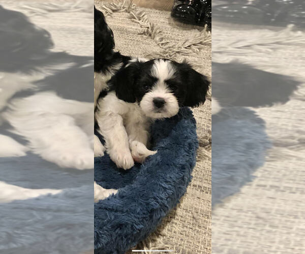 Medium Photo #2 Cava-Tzu Puppy For Sale in ELIZABETHTOWN, PA, USA