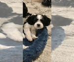 Small Photo #2 Cava-Tzu Puppy For Sale in ELIZABETHTOWN, PA, USA