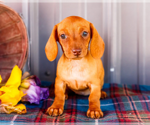 Medium Dachshund