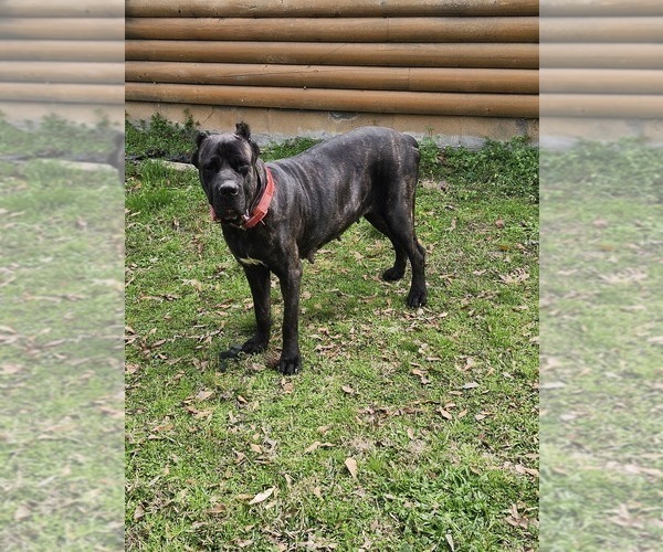 Medium Photo #1 Cane Corso Puppy For Sale in PITTSVIEW, AL, USA