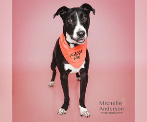 Mutt Dogs for adoption in Corona, CA, USA