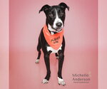 RAVEN - Female Mutt Dog for Adoption - Small photo