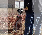 Small #1 Great Dane