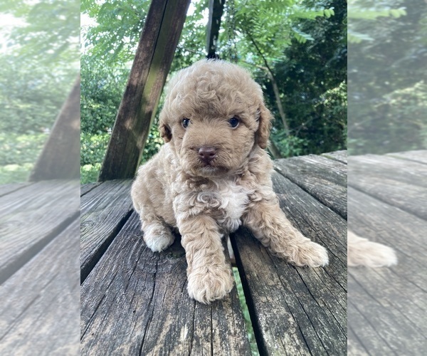 Medium Photo #4 Poodle (Miniature) Puppy For Sale in WEST ALEXANDRIA, OH, USA