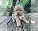 Small #3 Poodle (Miniature)