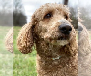 Trooper Dec 24 - Male Goldendoodle Dog for Adoption - Photo #9
