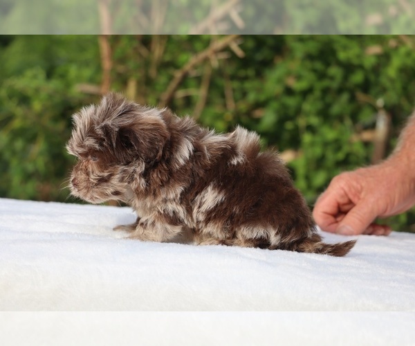 Medium Photo #16 ShihPoo Puppy For Sale in DYERSBURG, TN, USA
