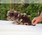 Small #15 ShihPoo