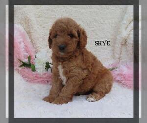 Goldendoodle (Miniature) Puppy for Sale in GREENBANK, Pennsylvania USA