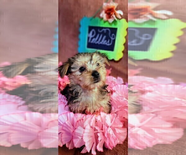 Medium Photo #6 Yorkshire Terrier Puppy For Sale in AKRON, OH, USA