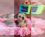 Small #5 Yorkshire Terrier