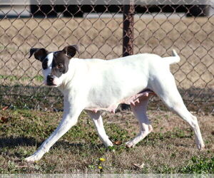 Mutt Dogs for adoption in Grovetown, GA, USA