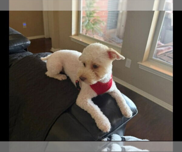Medium Photo #1 Mutt Puppy For Sale in Dallas, TX, USA