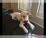 Small Mutt