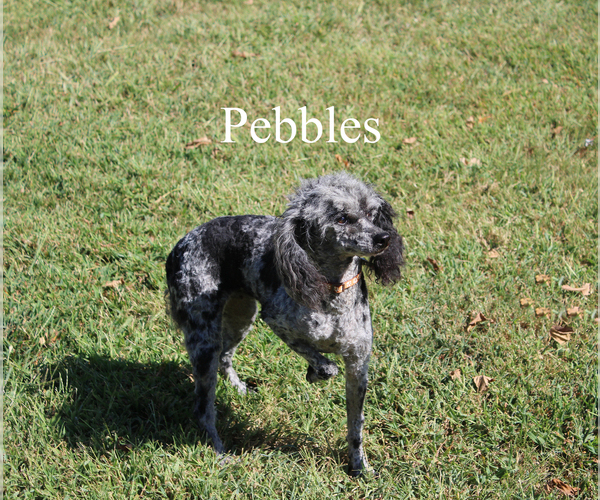 Medium Photo #18 Poodle (Toy) Puppy For Sale in CHANUTE, KS, USA