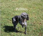 Small #17 Poodle (Toy)