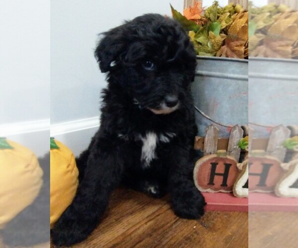 Medium Photo #18 Aussiedoodle Puppy For Sale in NEW YORK MILLS, MN, USA