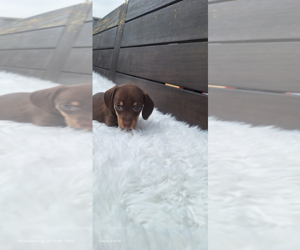 Medium Photo #7 Dachshund Puppy For Sale in TWENTYNINE PALMS, CA, USA