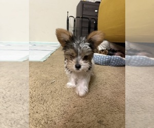 Yorkshire Terrier Puppy for sale in KATY, TX, USA