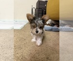 Small Yorkshire Terrier