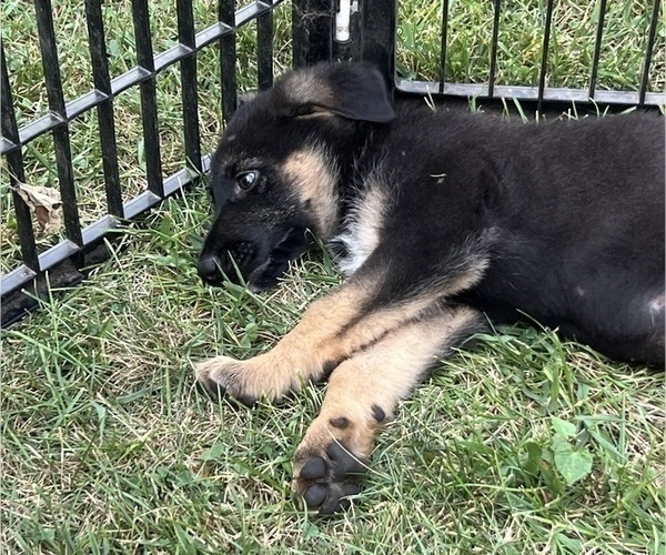 Medium Photo #17 German Shepherd Dog Puppy For Sale in WINONA, MN, USA