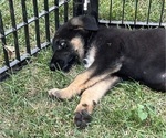 Small Photo #17 German Shepherd Dog Puppy For Sale in WINONA, MN, USA