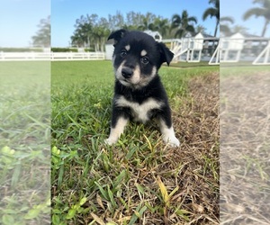 Finnish Lapphund-Swedish Lapphund Mix Puppy for Sale in BOCA RATON, Florida USA