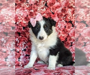 Shetland Sheepdog Puppy for sale in OXFORD, PA, USA