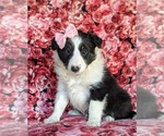Small Photo #1 Shetland Sheepdog Puppy For Sale in OXFORD, PA, USA