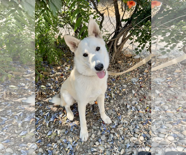 Medium Photo #1 Mutt Puppy For Sale in Bellevue, WA, USA