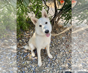 Mutt Dogs for adoption in Bellevue, WA, USA