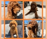 Puppy Orange Boy Goldendoodle