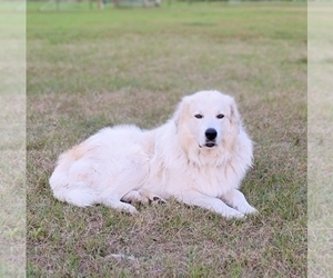 Father of the Great Pyrenees puppies born on 06/25/2026