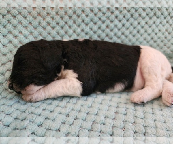 Medium Photo #13 Poodle (Standard) Puppy For Sale in CLAYTON, WA, USA