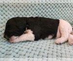 Small Photo #13 Poodle (Standard) Puppy For Sale in CLAYTON, WA, USA