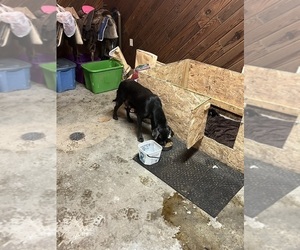 Mother of the Labrador Retriever puppies born on 06/10/2025