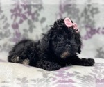 Small Photo #11 Schnoodle (Miniature) Puppy For Sale in LAKELAND, FL, USA